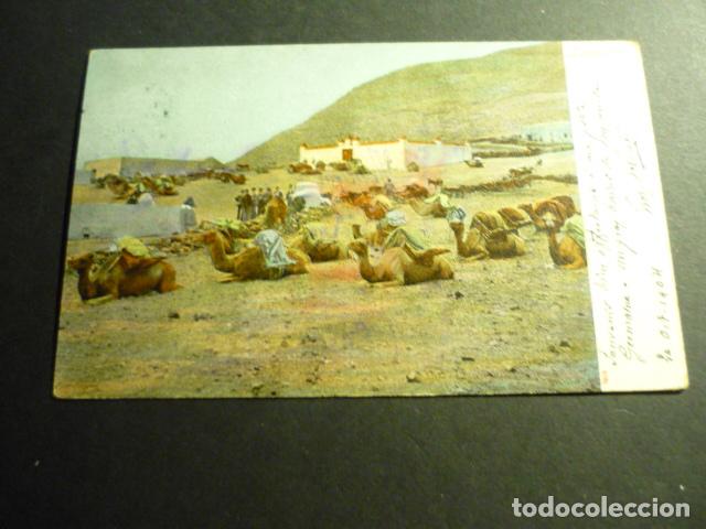 Postales: LANZAROTE CAMELLOS POSTAL 1904 - Foto 1