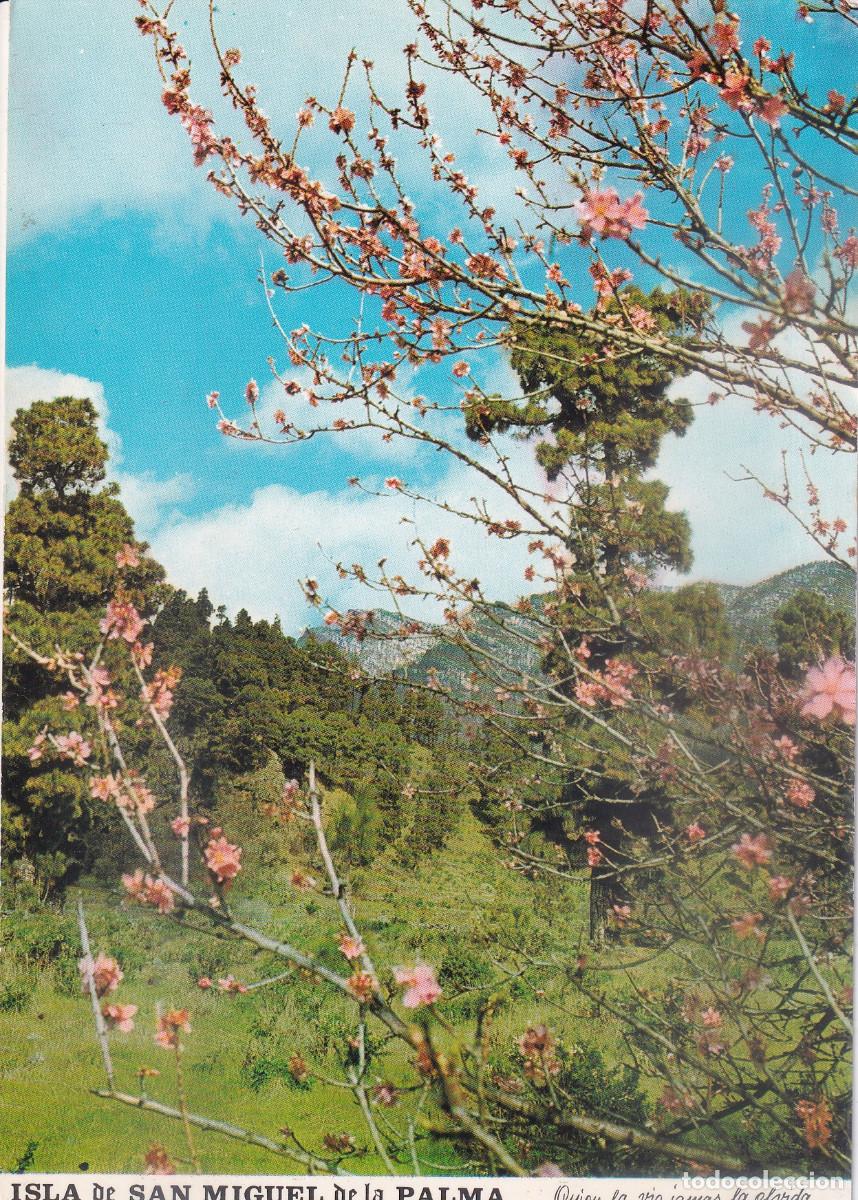 Postales: CANARIAS ISLA DE LA PALMA EL PASO - Foto 1