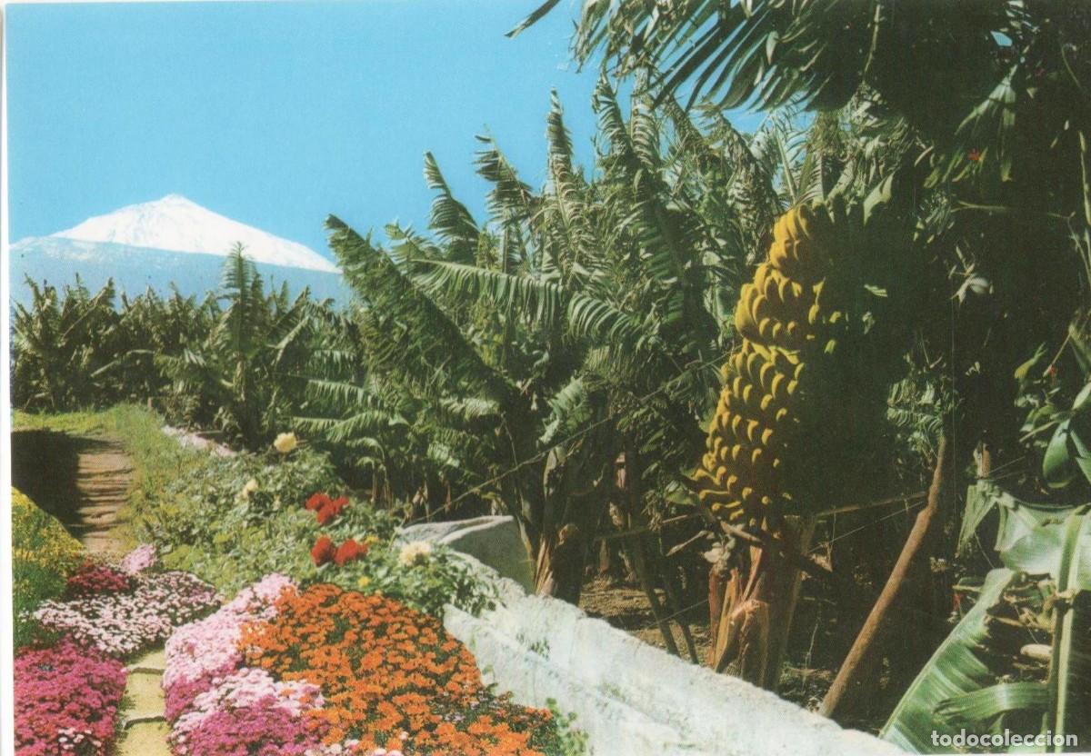 Postales: Tenerife-Palmeras y Teide--sin circular- - Foto 1
