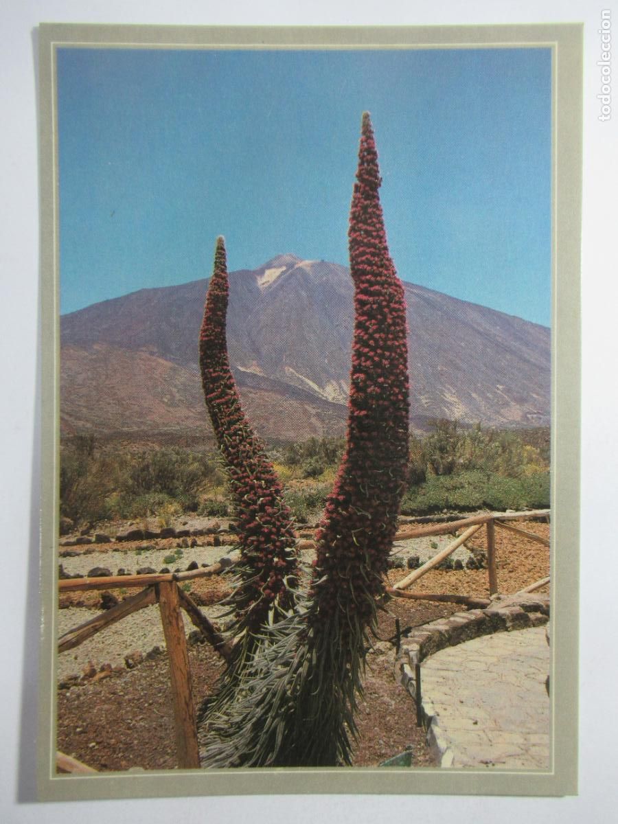Postales: El Teide (Tenerife) - S/C - Foto 1