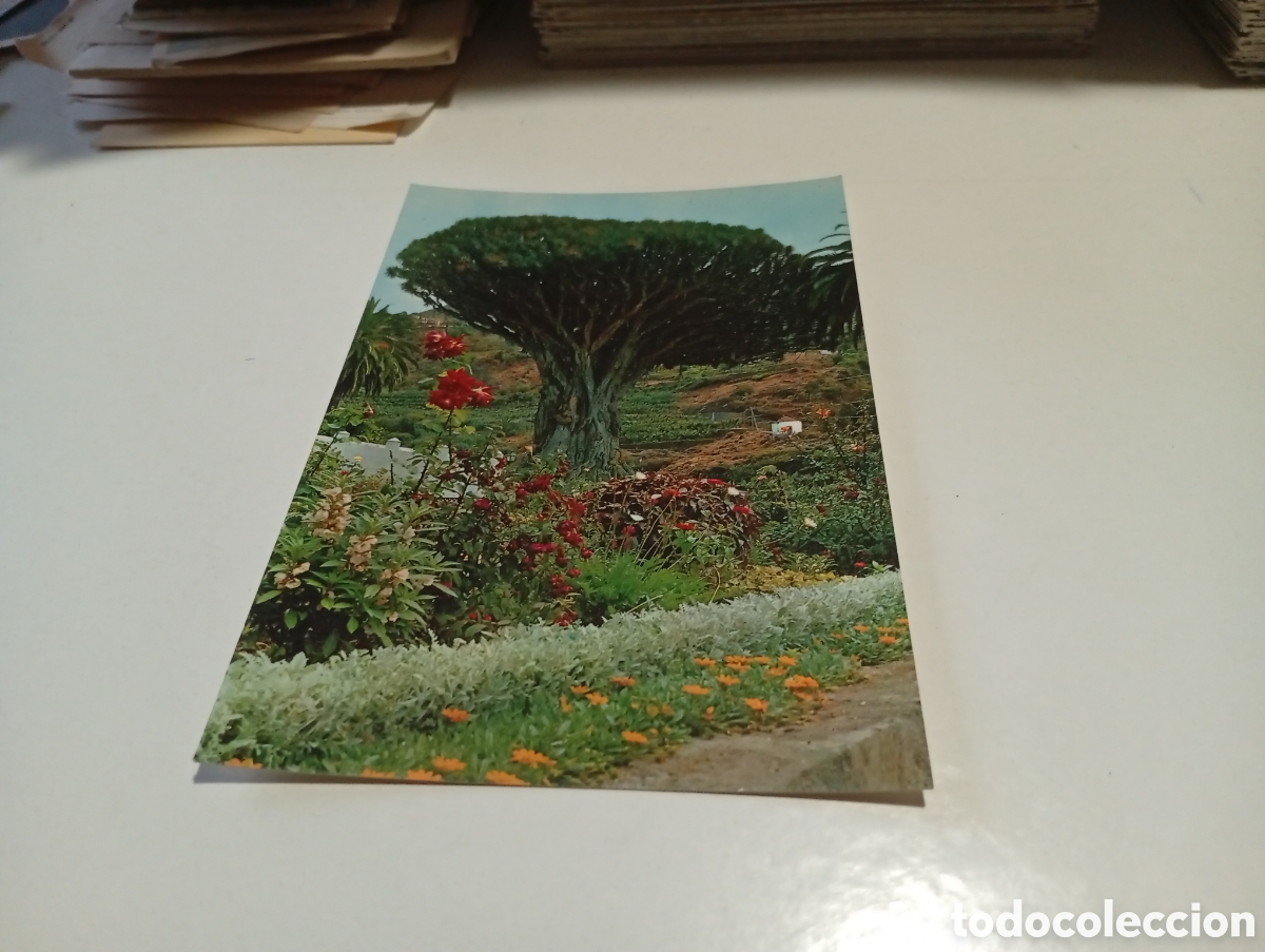 Postales: Postal Tenerife Drag&oacute; - Foto 1