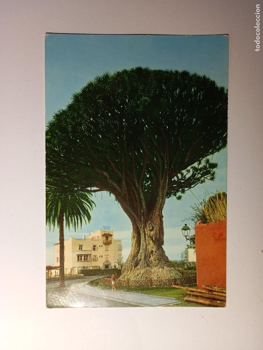 Postales: POSTAL DRAGO MILENARIO. TENERIFE. TDKP26C