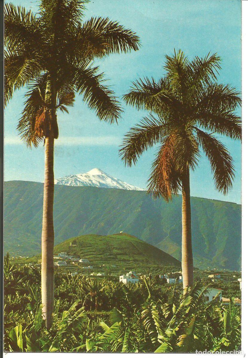 Postkarten: POSTAL PUERTO DE LA CRUZ (TENERIFE) - PLANTACION DE PLATANOS Y TEIDE AL FONDO - RO FOTO 1965