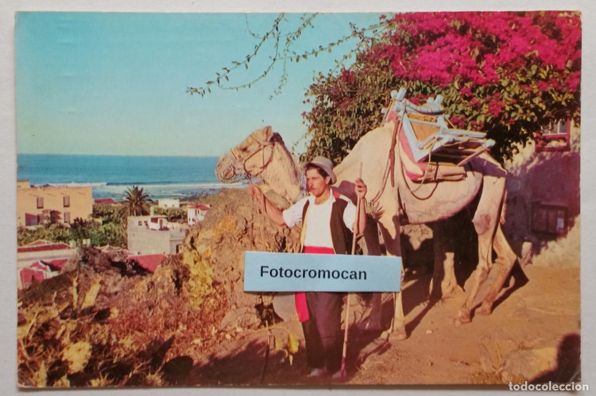 Postales: ISLAS CANARIA. ISLA DE TENERIFE. ESCENA T&Iacute;PICA. ED. RO-FOTO. N&ordm;207