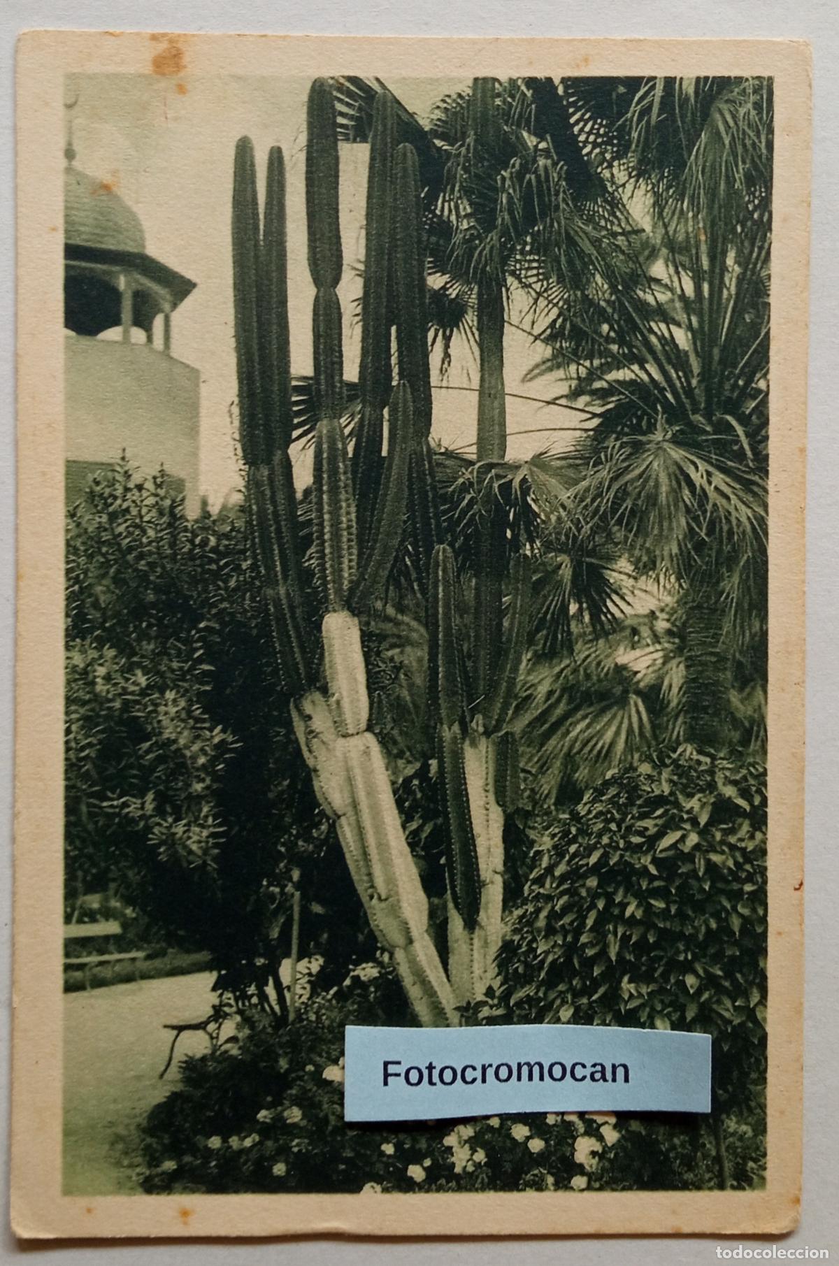 Postales: LAS PALMAS. UN RINC&Oacute;N DEL PARQUE DE STA CATALINA. ED. HIGH-LIFE