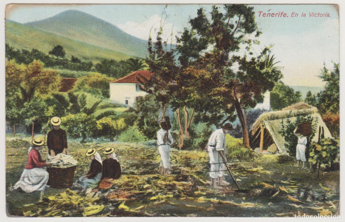 Postales: TARJETA POSTAL - TENERIFE - EN LA VICTORIA