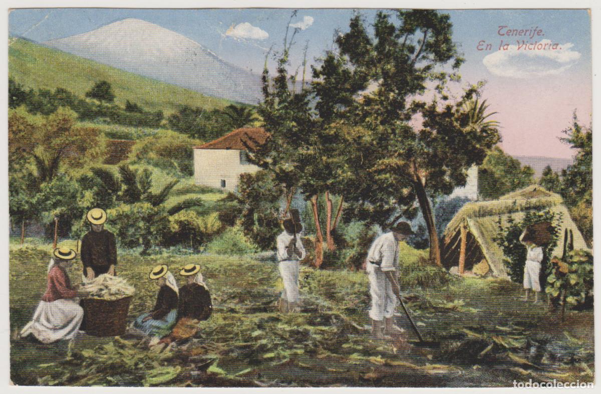 Postales: TARJETA POSTAL - TENERIFE - EN LA VICTORIA - NOBREGA'S ENGLISH BAZAR