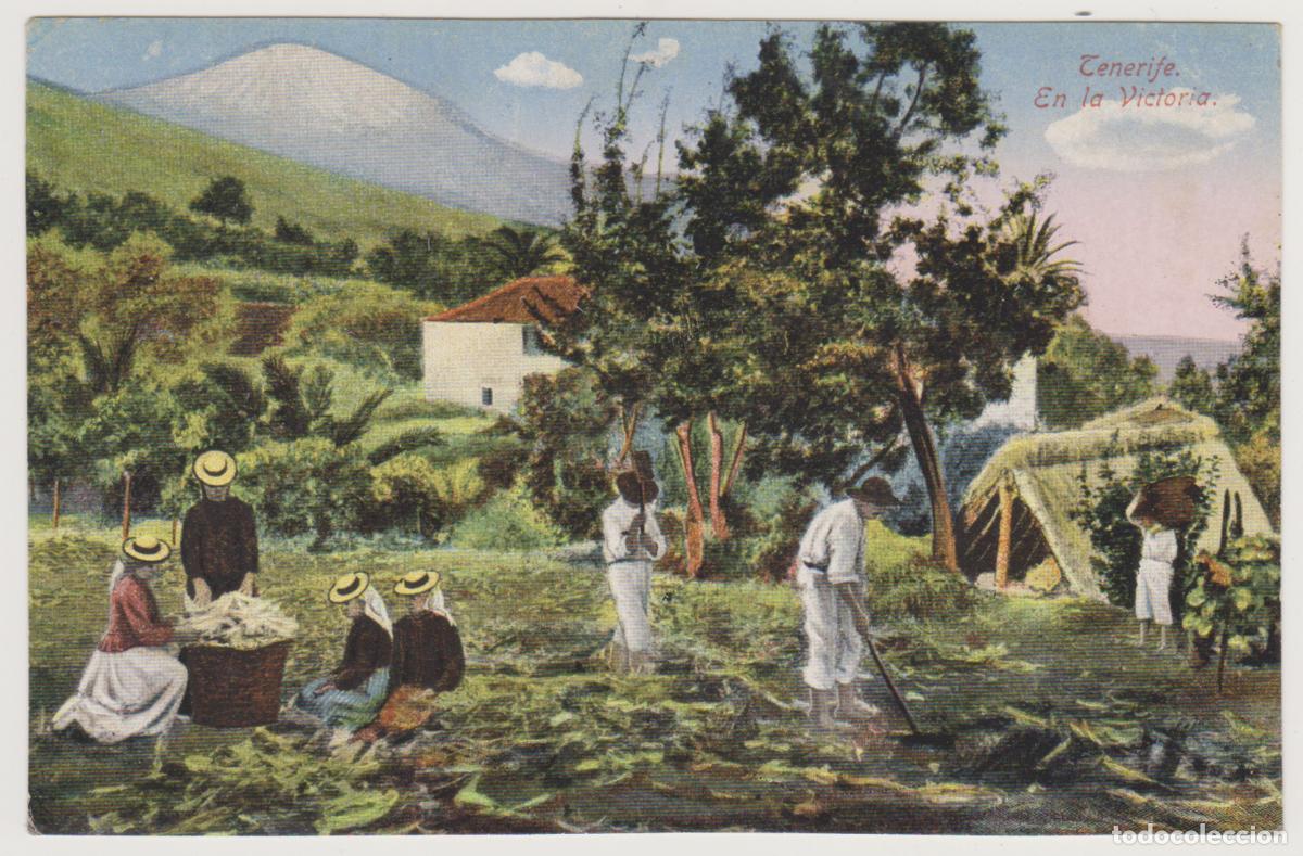 Postales: TARJETA POSTAL - TENERIFE - EN LA VICTORIA - NOBREGA'S ENGLISH BAZAR