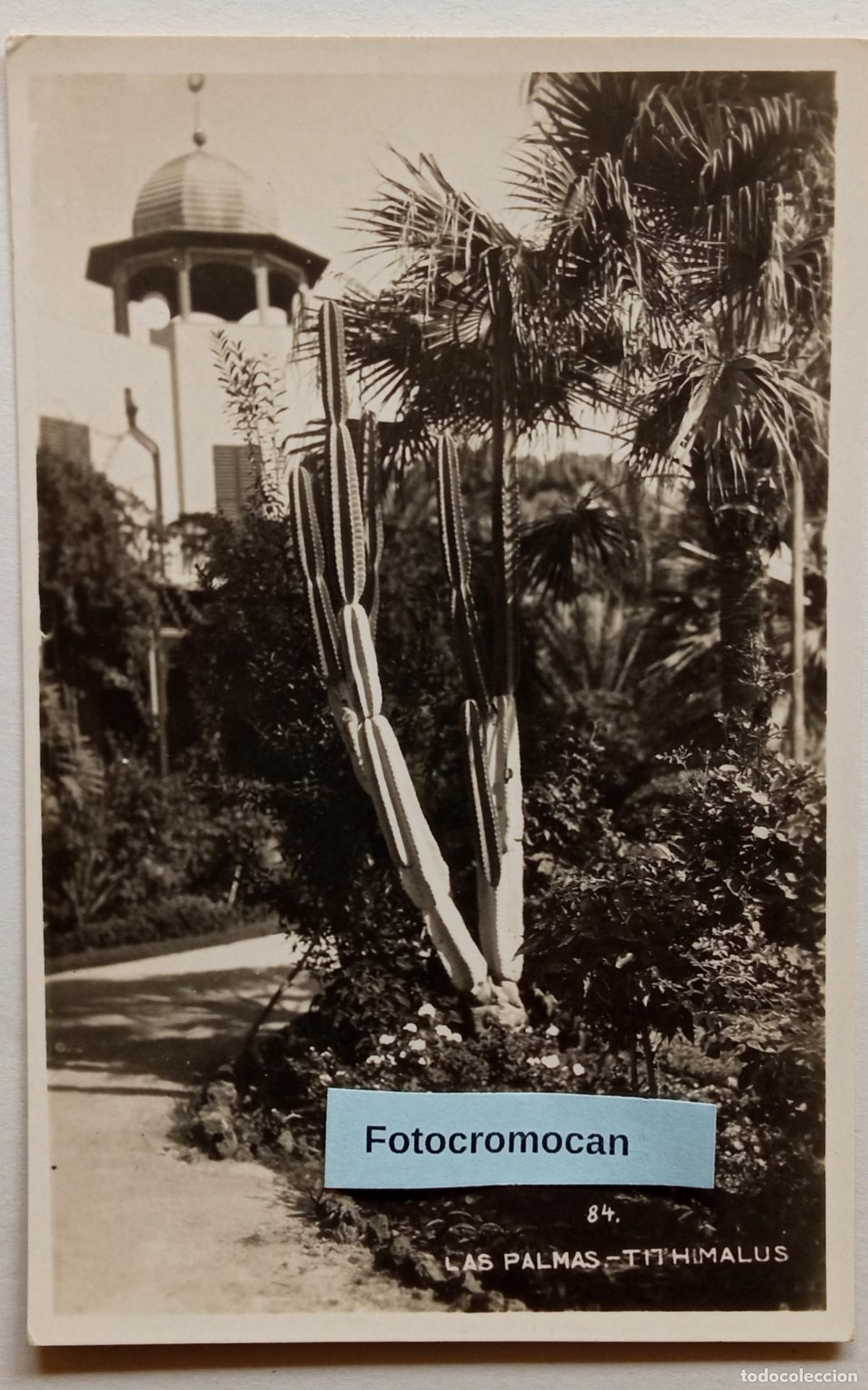 Postales: LAS PALMAS. TITHIMALUS. N&ordm;84. CACTUS