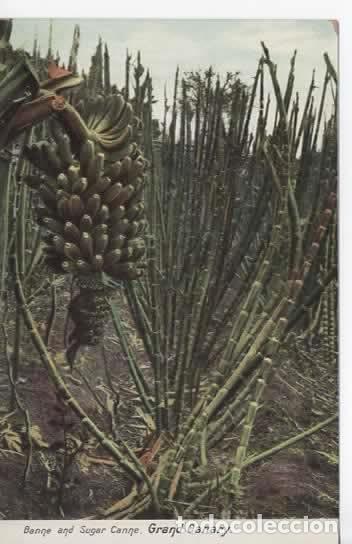 Postales: CANARIAS PLATANEROS DORSO SIN DIVIDIR