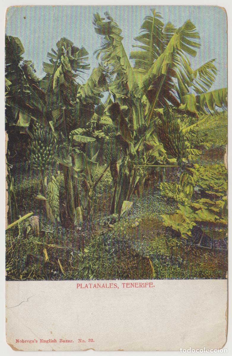 Postales: TARJETA POSTAL - TENERIFE - PLATANALES - N&ordm; 32 - NOBREGA'S ENGLISH BAZAR