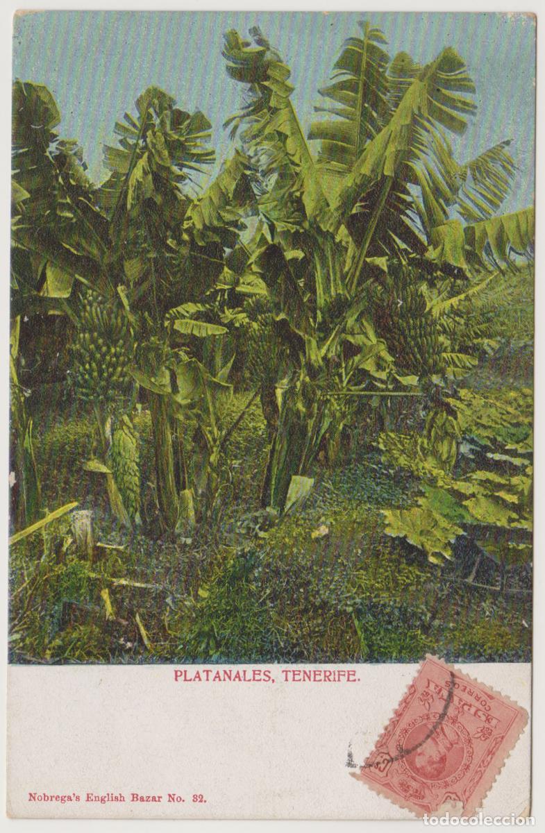 Postales: TARJETA POSTAL - TENERIFE - PLATANALES - N&ordm; 32 - NOBREGA'S ENGLISH BAZAR