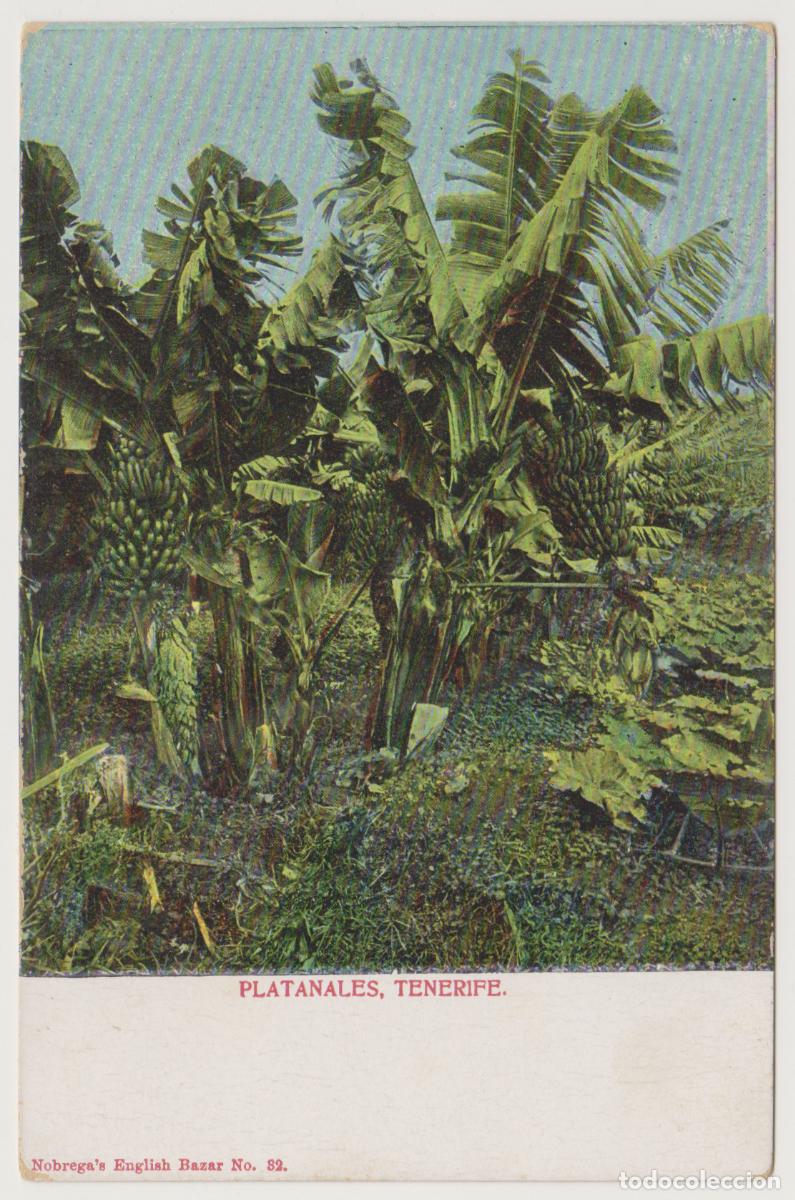 Postales: TARJETA POSTAL - TENERIFE - PLATANALES - N&ordm; 32 - NOBREGA'S ENGLISH BAZAR