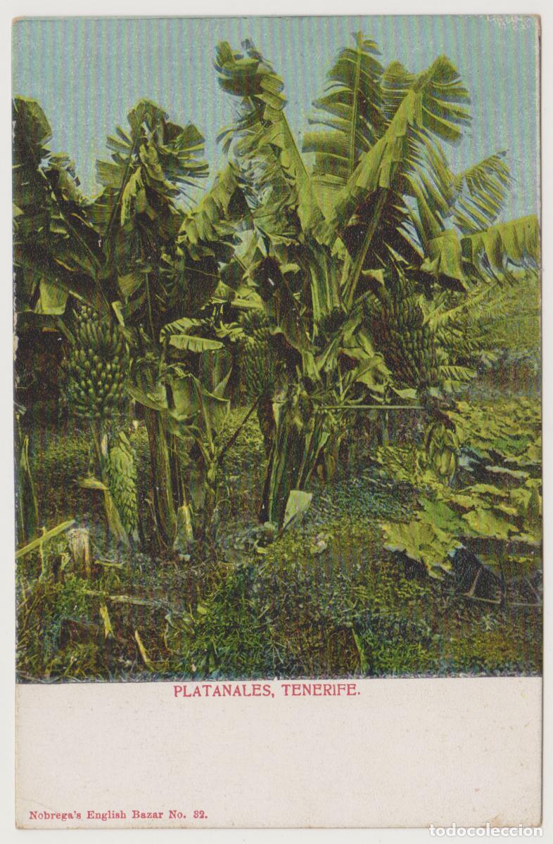 Postales: TARJETA POSTAL - TENERIFE - PLATANALES - N&ordm; 32 - NOBREGA'S ENGLISH BAZAR