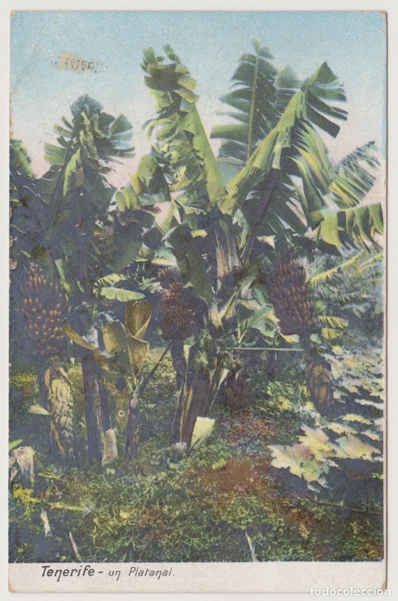 Postales: TARJETA POSTAL - TENERIFE - UN PLATANAL