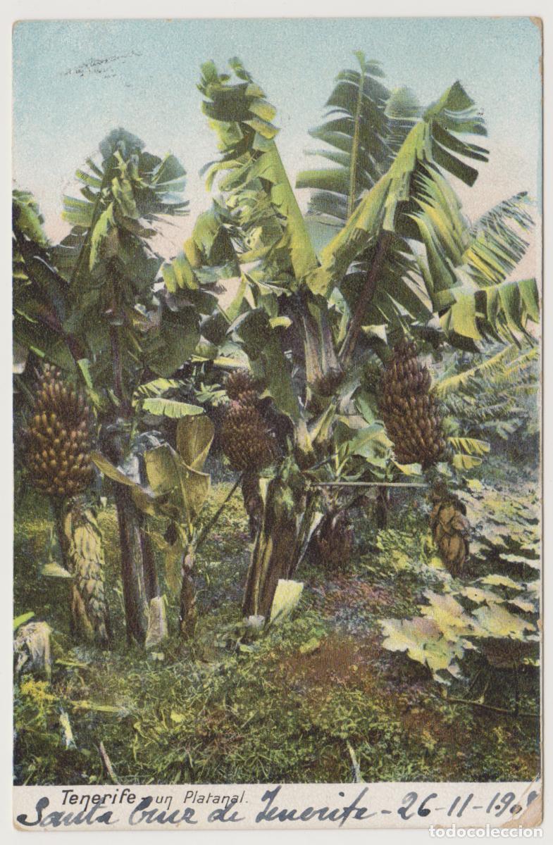 Postales: TARJETA POSTAL - TENERIFE - UN PLATANAL