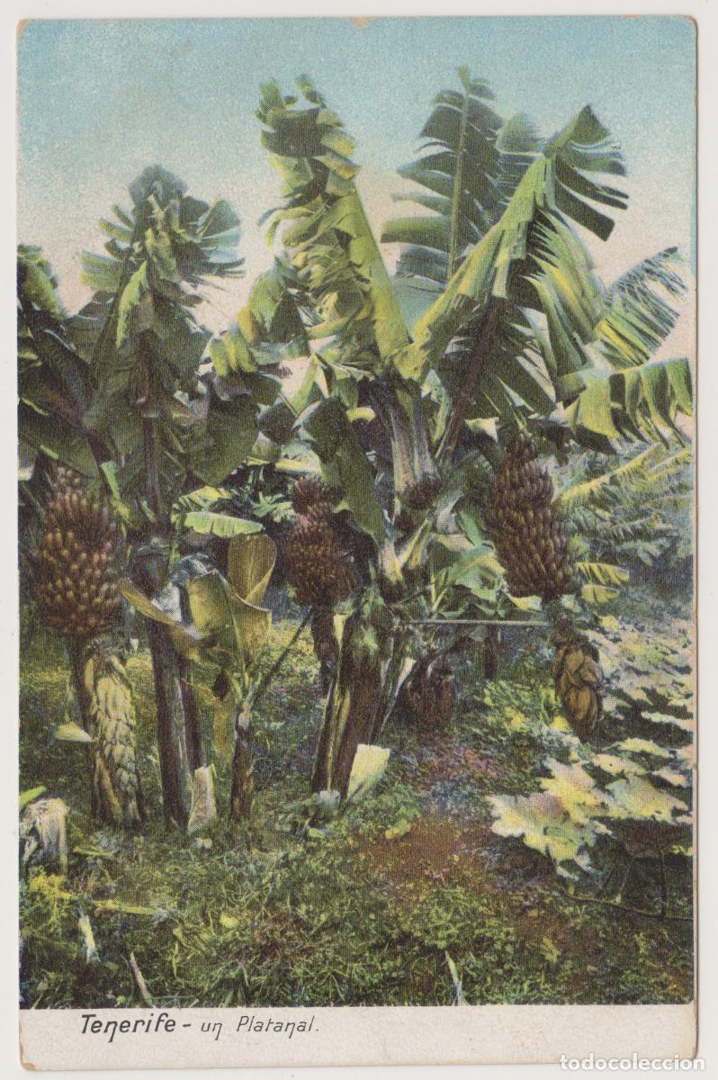 Postales: TARJETA POSTAL - TENERIFE - UN PLATANAL