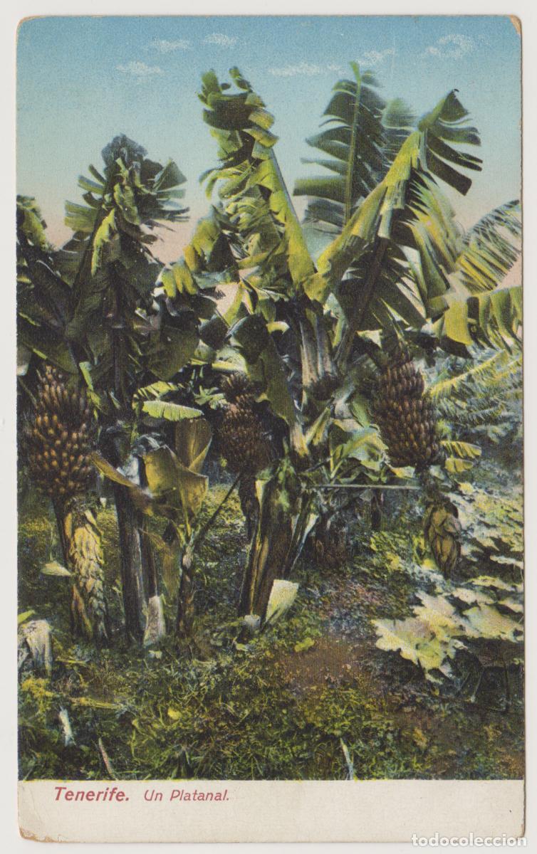 Postales: TARJETA POSTAL - TENERIFE - UN PLATANAL - NOBREGA'S ENGLISH BAZAR