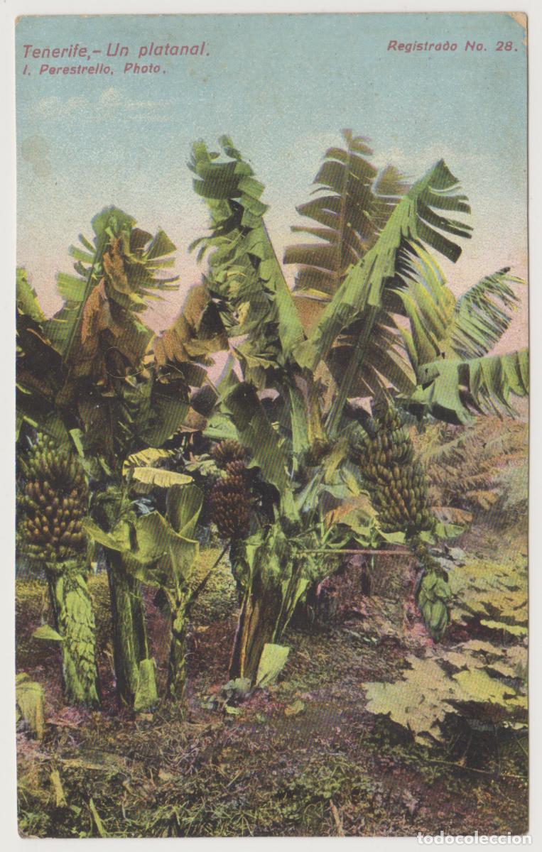 Postales: TARJETA POSTAL - TENERIFE - UN PLATANAL - N&ordm; 28 - J. PERESTRELLO