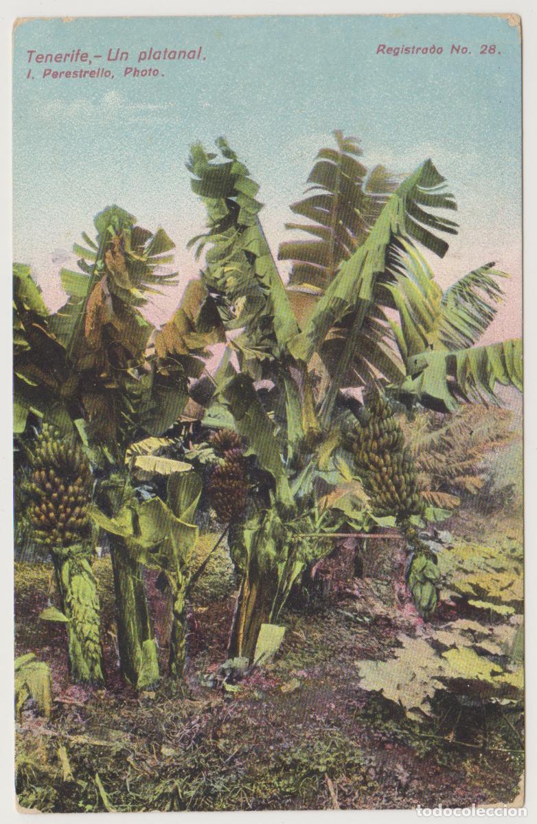 Postales: TARJETA POSTAL - TENERIFE - UN PLATANAL - N&ordm; 28 - J. PERESTRELLO