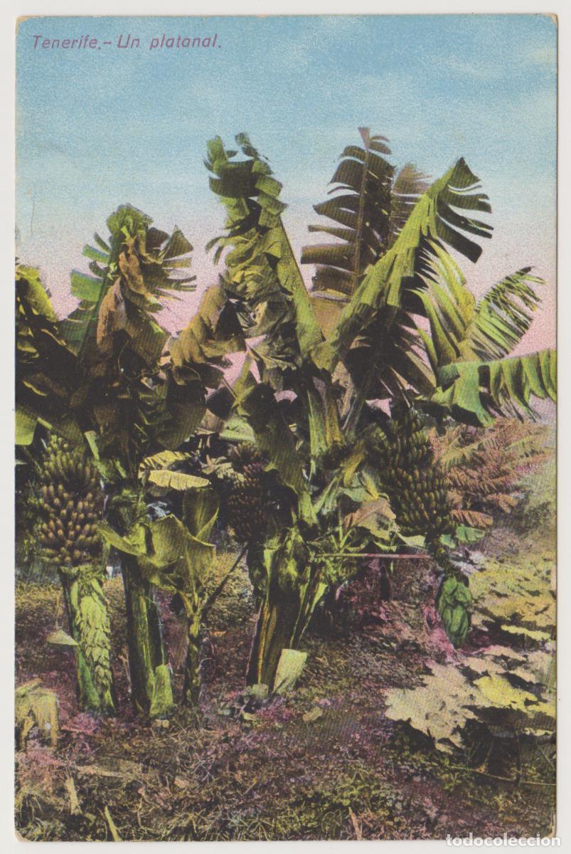 Postales: TARJETA POSTAL - TENERIFE - UN PLATANAL - VICENTE CARTAYA