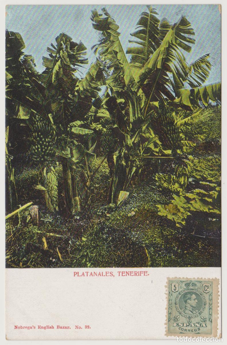 Postales: TARJETA POSTAL - TENERIFE - PLATANALES - N&ordm; 32 - NOBREGA'S ENGLISH BAZAR