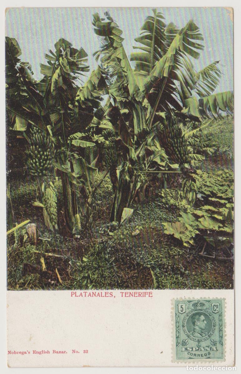 Postales: TARJETA POSTAL - TENERIFE - PLATANALES - N&ordm; 32 - NOBREGA'S ENGLISH BAZAR