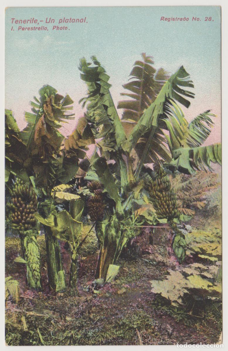 Postales: TARJETA POSTAL - TENERIFE - UN PLATANAL - N&ordm; 28 - J. PERESTRELLO