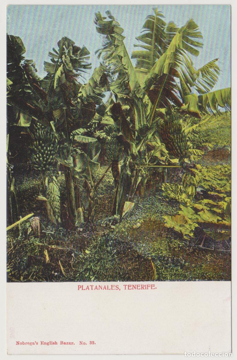 Postales: TARJETA POSTAL - TENERIFE - PLATANALES - N&ordm; 32 - NOBREGA'S ENGLISH BAZAR