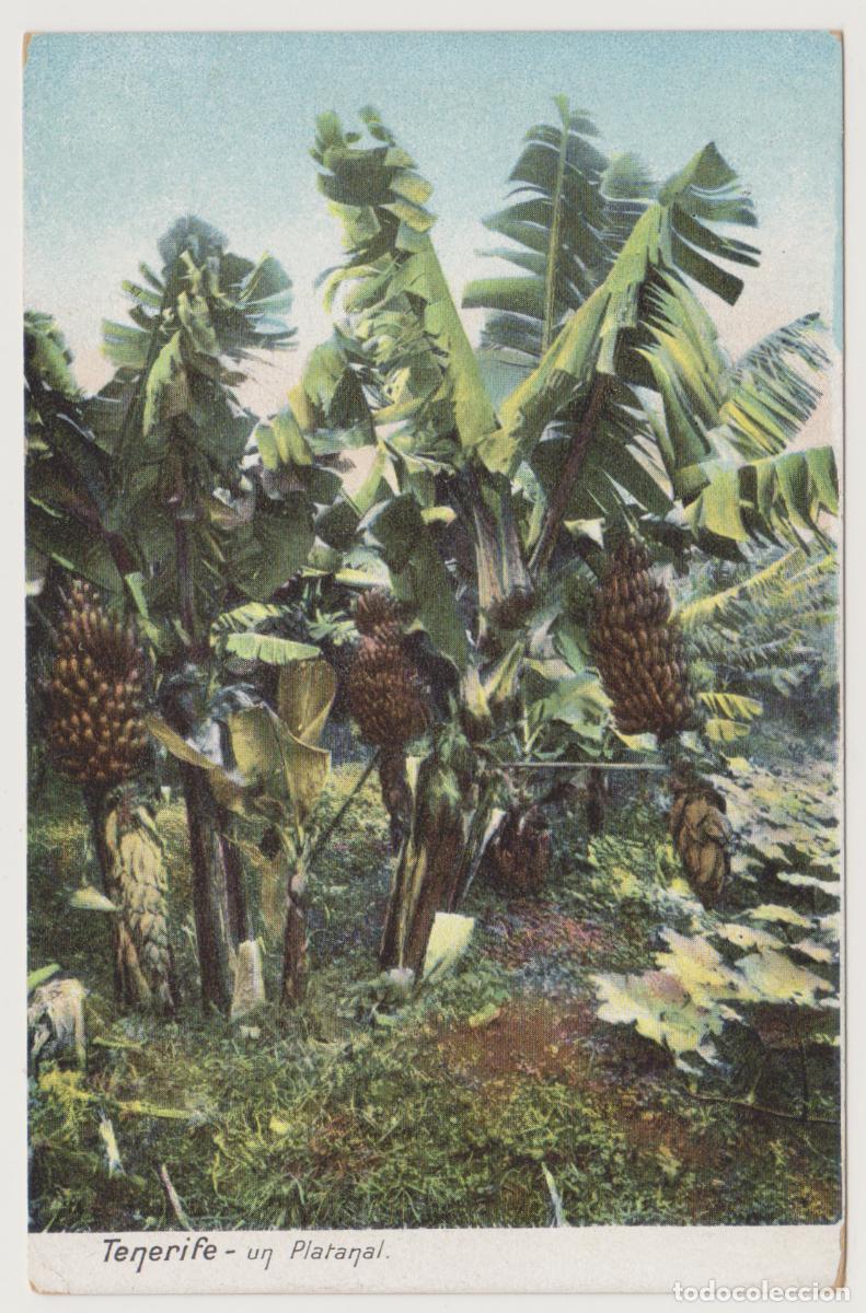 Postales: TARJETA POSTAL - TENERIFE - UN PLATANAL - STANDARD BAZAR - N&ordm; 3219