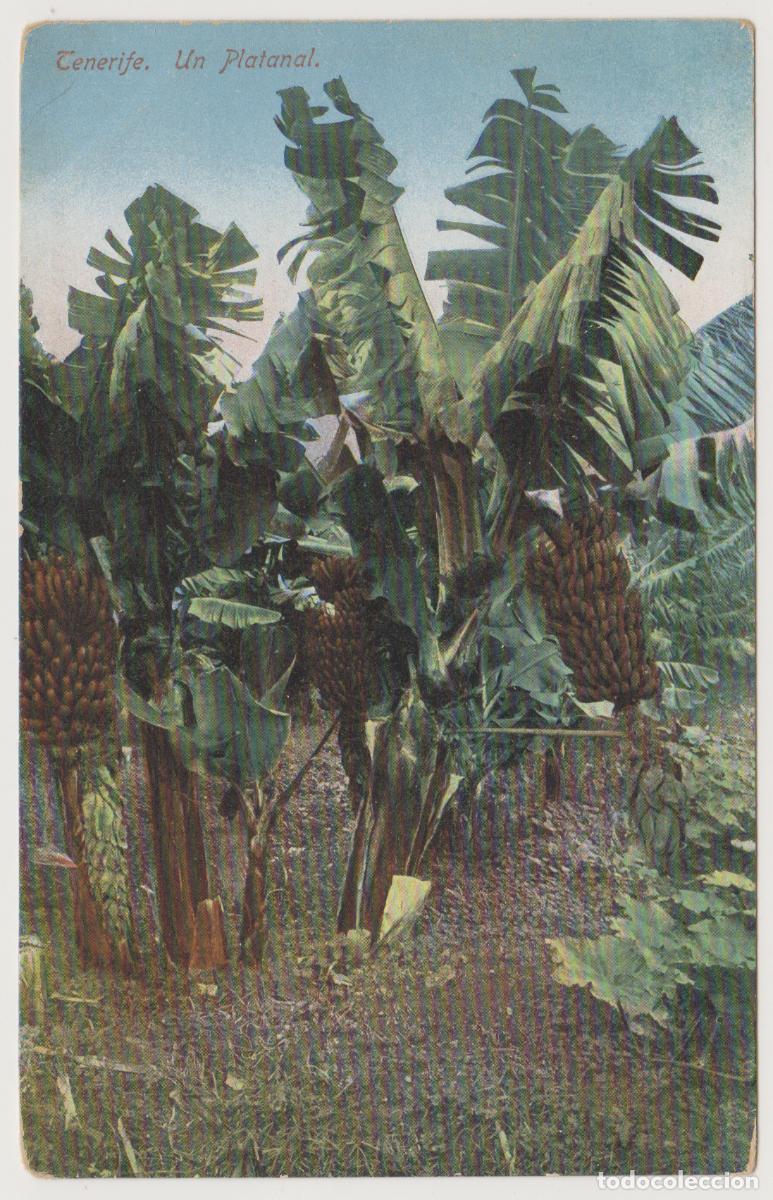Postales: TARJETA POSTAL - TENERIFE - UN PLATANAL
