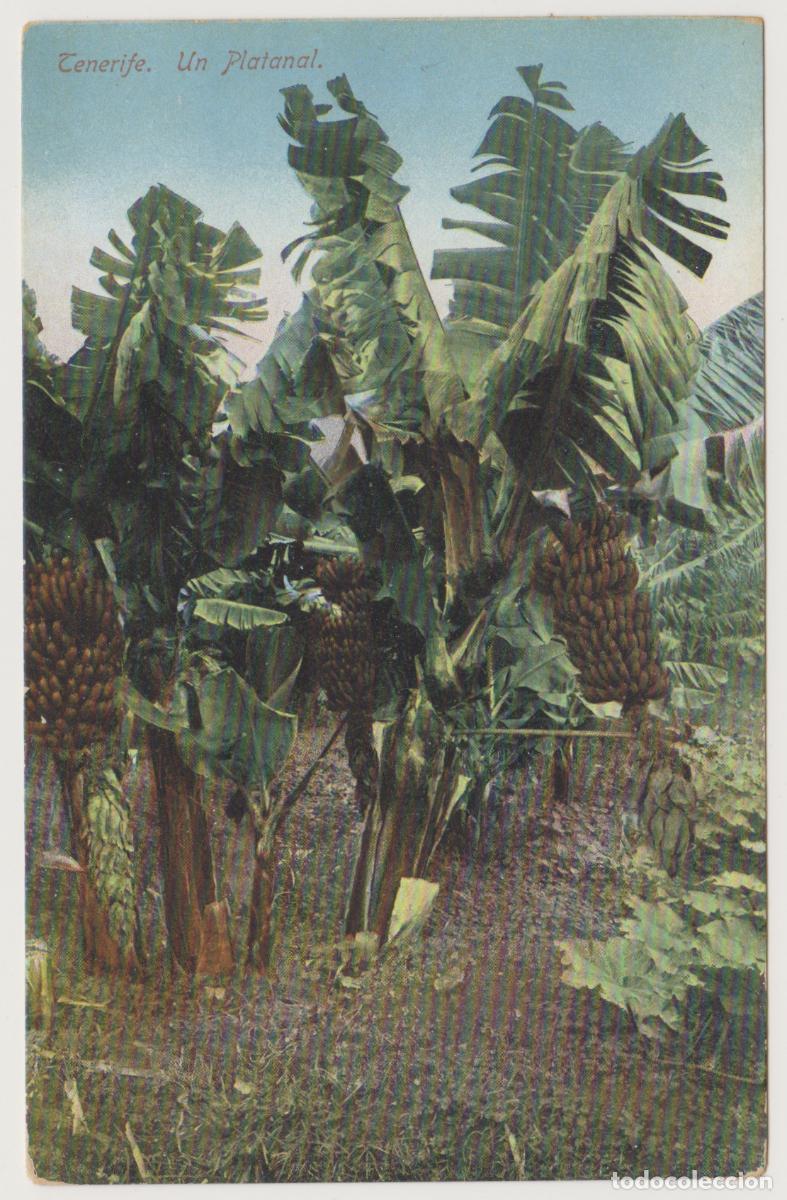 Postales: TARJETA POSTAL - TENERIFE - UN PLATANAL