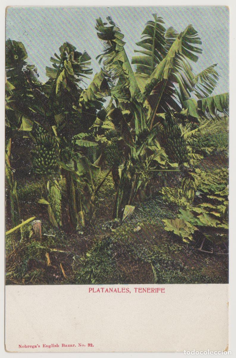 Postales: TARJETA POSTAL - TENERIFE - PLATANALES - N&ordm; 32 - NOBREGA'S ENGLISH BAZAR