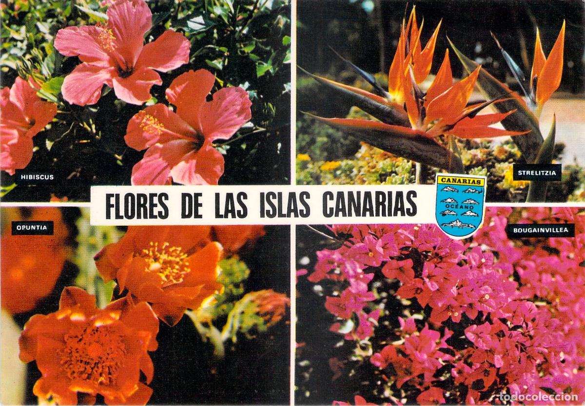 Postales: Postal de Flores de las Islas Canarias, Tenerife