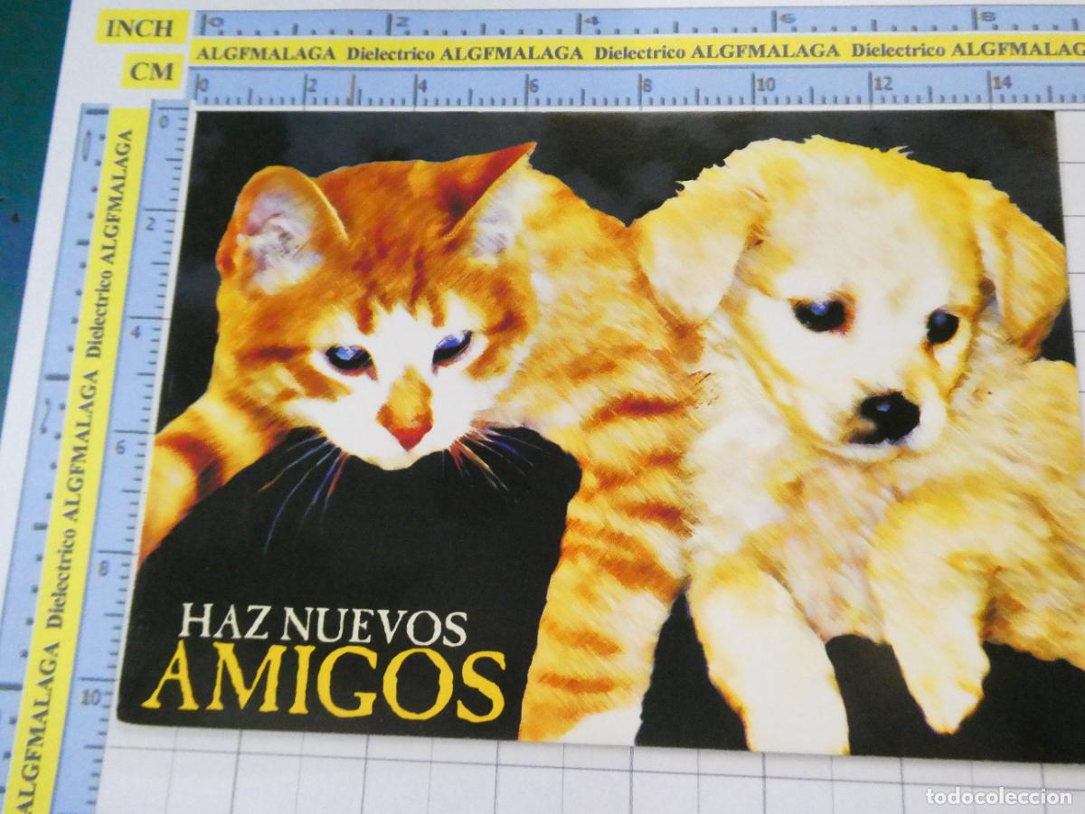 Postales: POSTAL DE GRAN CANARIA. PERRO GATO ADOPCI&Oacute;N MASCOTAS AYUNTAMIENTO LAS PALMAS. 2963