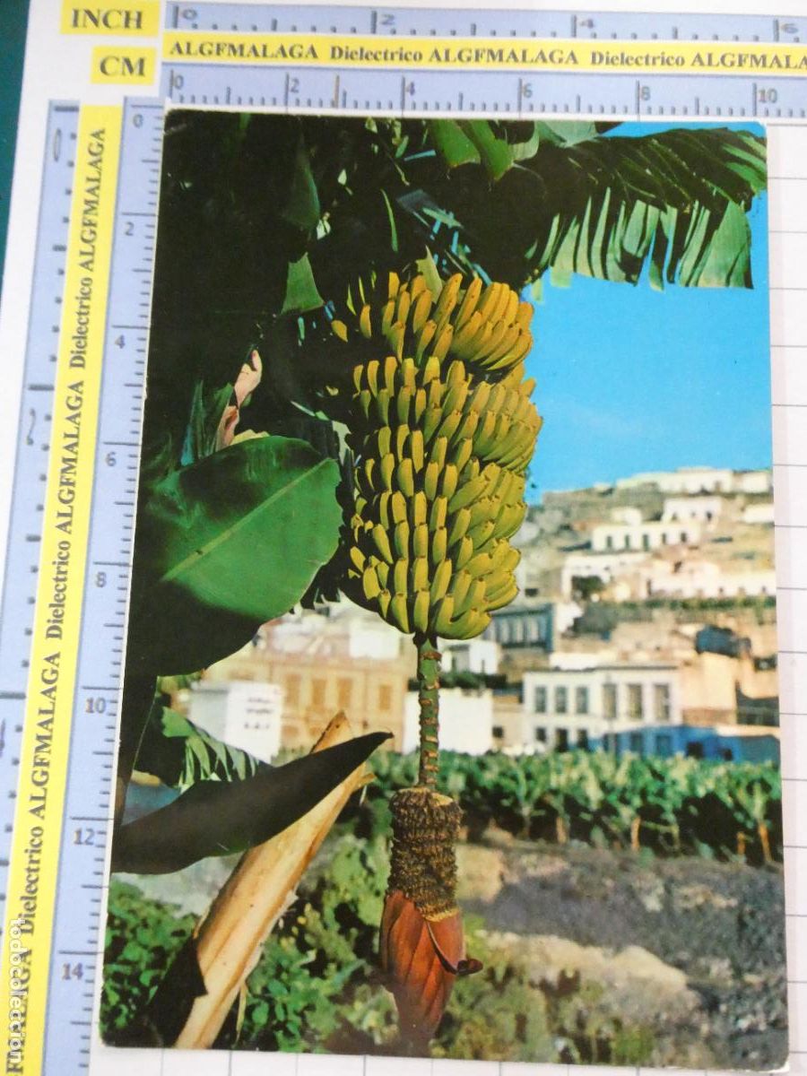 Postales: POSTAL DE GRAN CANARIA. A&Ntilde;O 1966. RACIMO DE PL&Aacute;TANOS 2129 GASTEIZ. 2967
