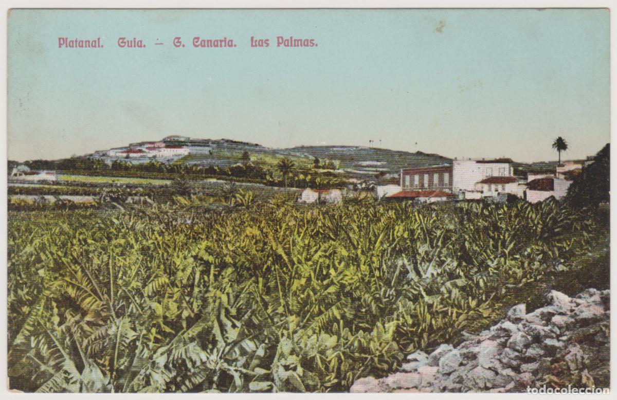 Postales: TARJETA POSTAL - G. CANARIA - LAS PALMAS - PLATANAL - GUIA