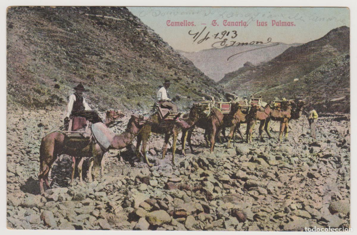 Postales: TARJETA POSTAL - G. CANARIA - LAS PALMAS - CAMELLOS