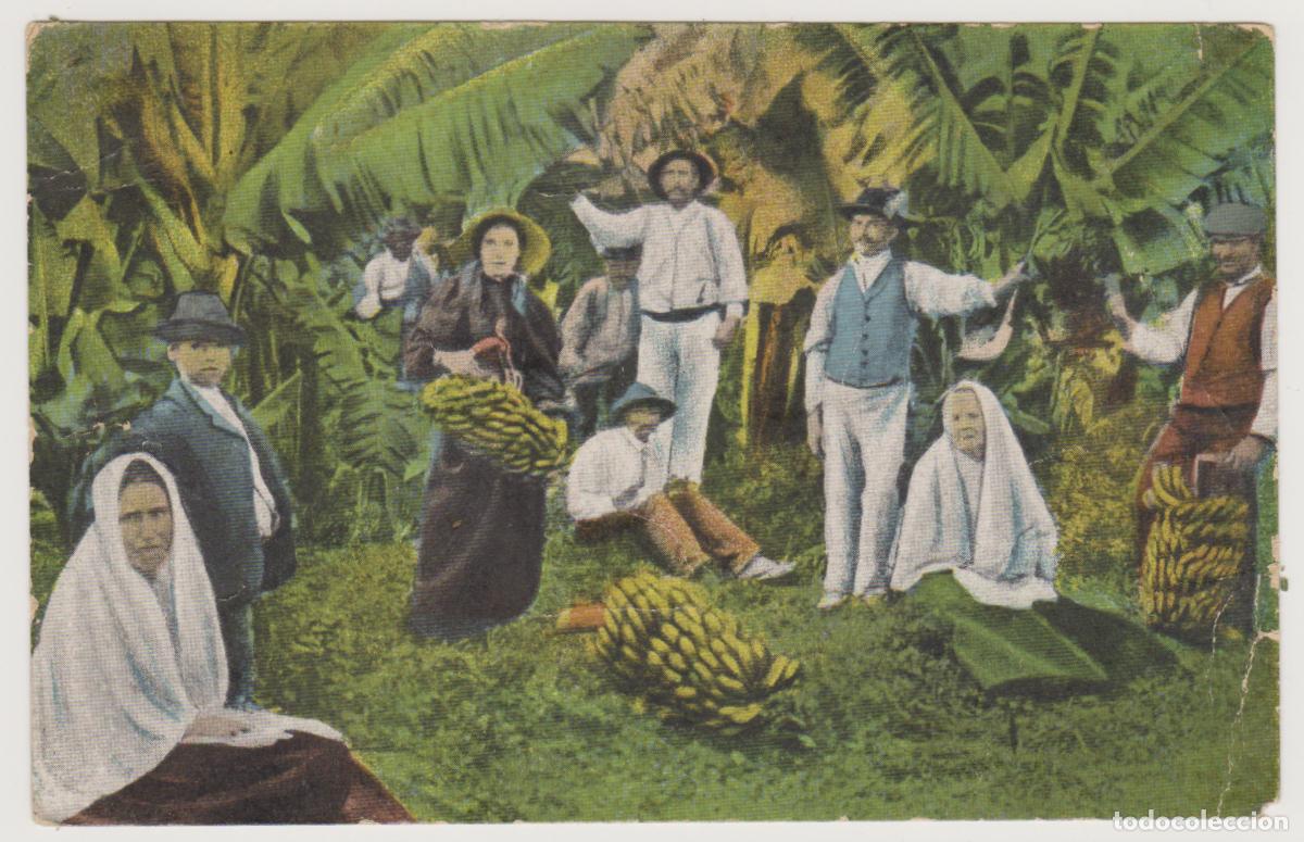Postales: TARJETA POSTAL - GRAN CANARIA - LAS PALMAS - COSECHA DE BANANAS