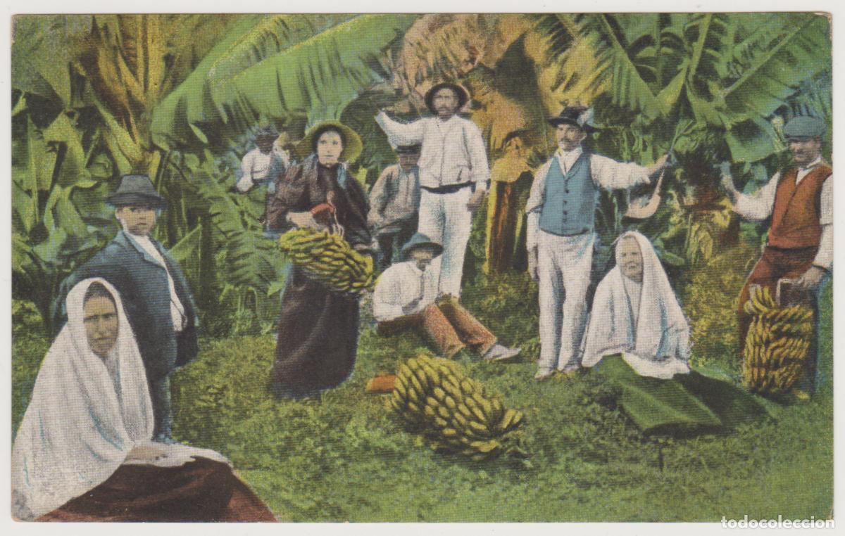 Postales: TARJETA POSTAL - GRAN CANARIA - LAS PALMAS - COSECHA DE BANANAS