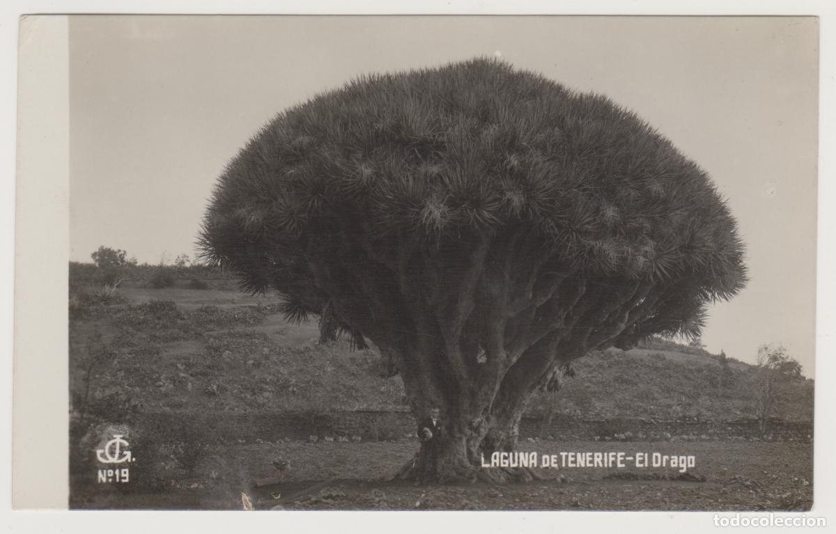 Postales: TARJETA POSTAL - LAGUNA DE TENERIFE - EL DRAGO - N&ordm; 19 - JG