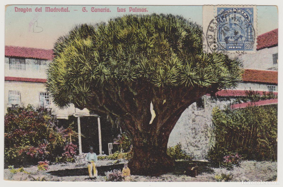Postales: TARJETA POSTAL - G. CANARIA - LAS PALMAS - DRAGON DEL MADRO&Ntilde;AL