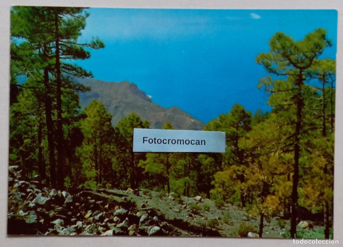Postales: GRAN CANARIA. PINAR DE TAMADABA. COLECCI&Oacute;N LAS AFORTUNADAS. N&ordm; 10014