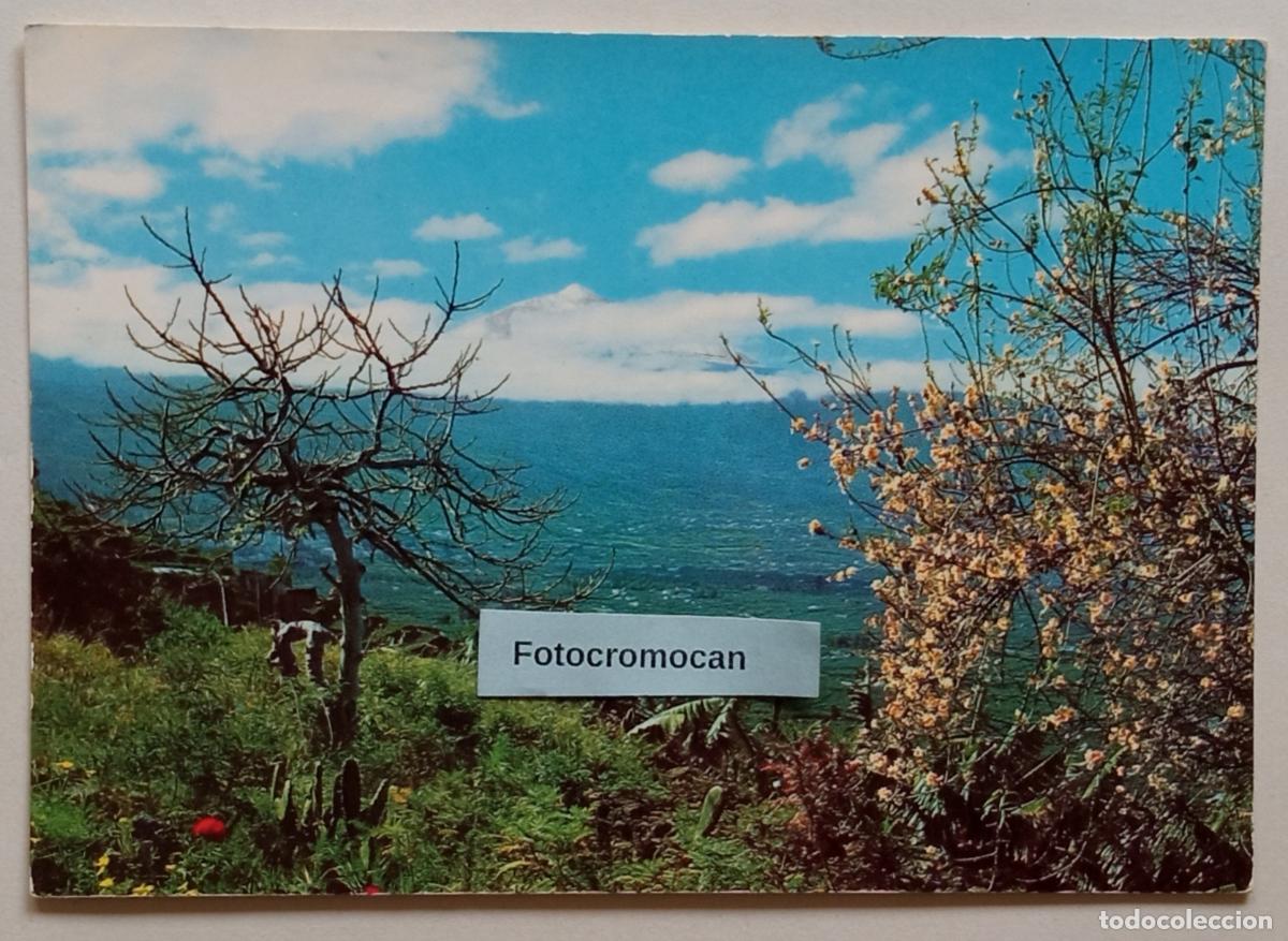 Postales: TENERIFE. PAISAJE. EDITORIAL CANARIA. N&ordm;290