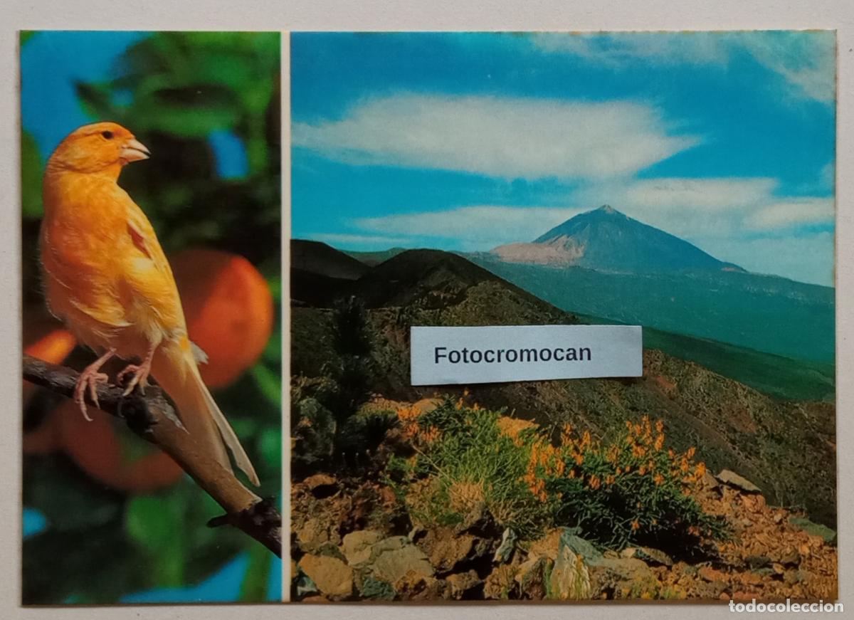 Postales: TENERIFE. EL TEIDE DESDE LAS CA&Ntilde;ADAS. LITOGRAF&Iacute;A SAAVEDRA. N&ordm;521