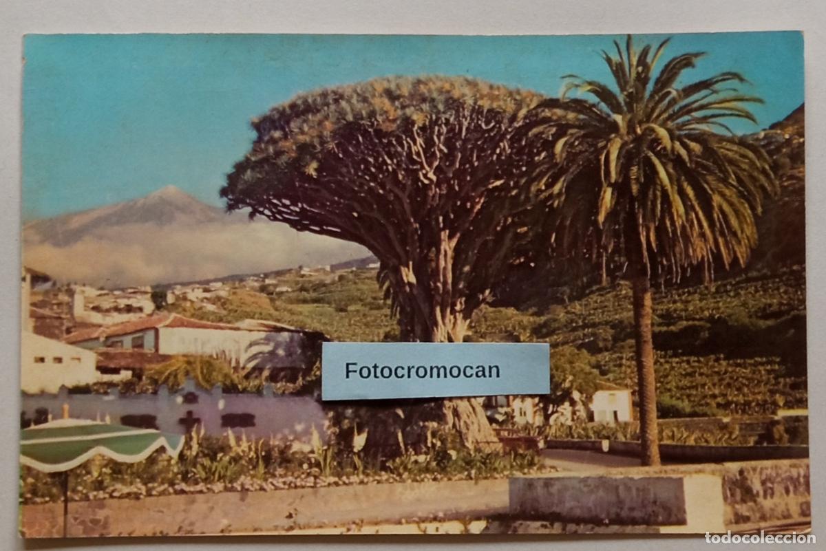 Postales: TENERIFE. DRAGO MILENARIO DE ICOD. LITOGRAF&Iacute;A ROMERO. FOTO. &Aacute;LVAREZ