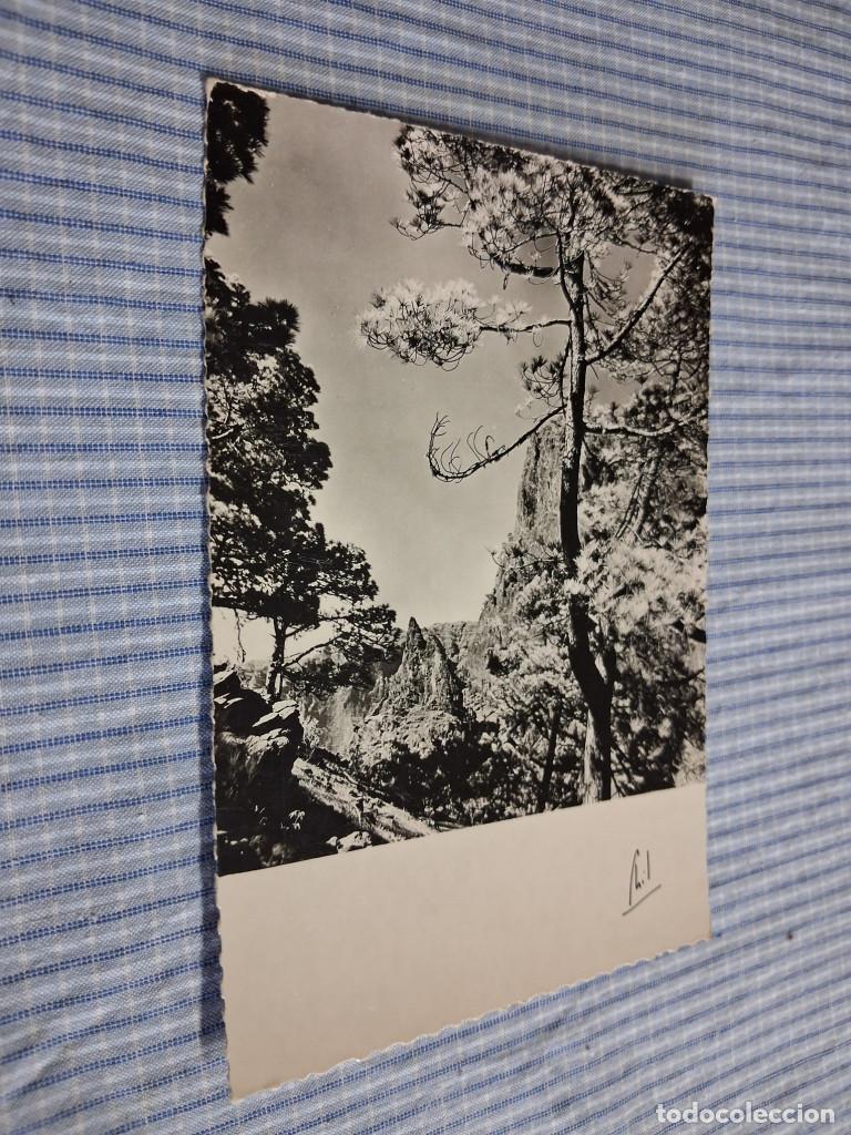 Postales: Postal antigua Canarias. Los pinos dorados de la Palma. Philippe Mart&iacute;n 547