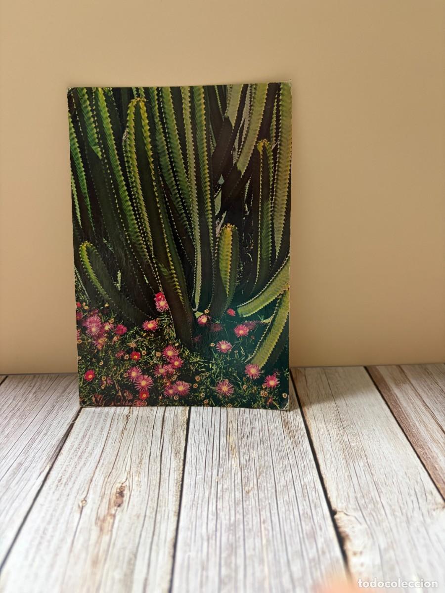 Postales: TARJETA POSTAL. 2271.- FLORES DE CANARIAS. EDICIONES GASTEIZ