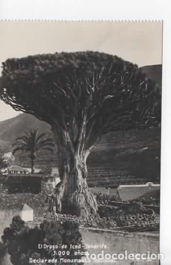 Postales: CANARIAS TENERIFE ICOD DRAGO
