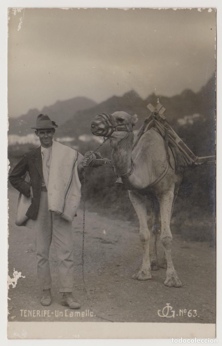 Postales: TARJETA POSTAL - TENERIFE - UN CAMELLO - N&ordm; 63 - JG
